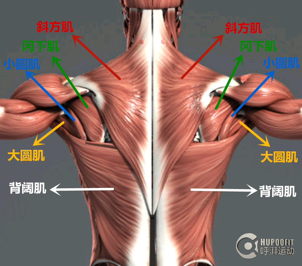 解剖学肌肉之背阔肌