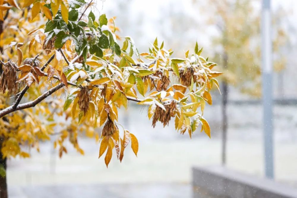 清新柔情唯美 雪与新师大的邂逅带来了不期而遇的静美 深秋的雪赠予