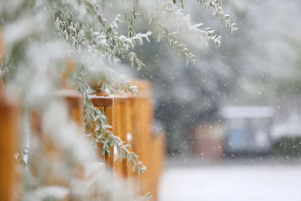 新疆师范大学今秋初雪至美景入画来