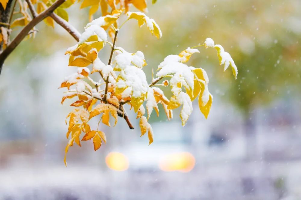 新疆师范大学今秋初雪至美景入画来