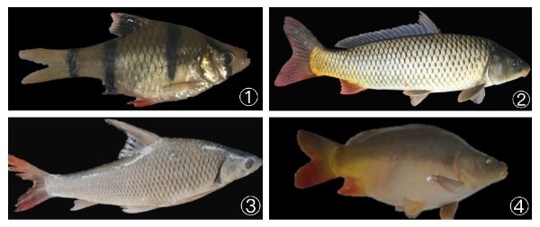 图中分别为:虎皮鱼黄河鲤似刺鳊鮈松浦道. 受访者供图