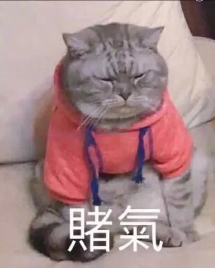 猫咪表情包星星眼你们是不是不要我了