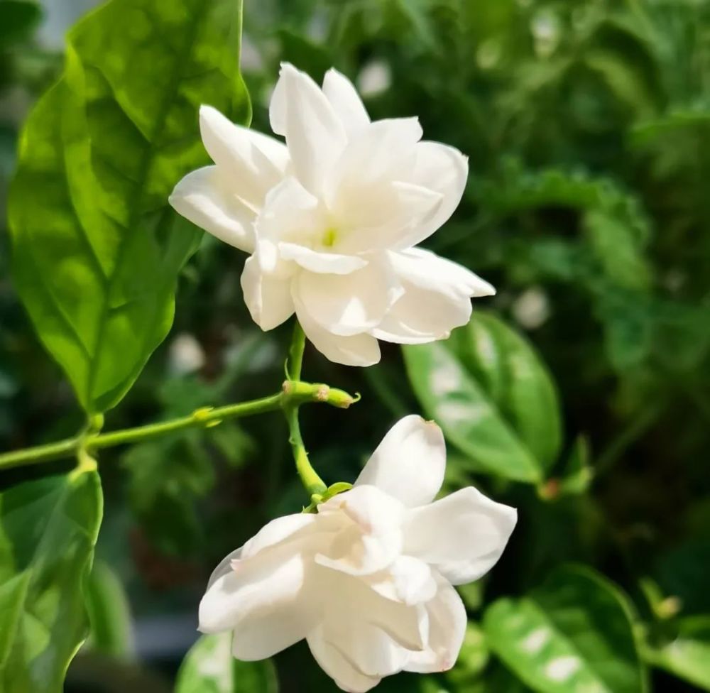 有花苞较大的虎头茉莉,还有单瓣的清新美丽的笔尖茉莉,以及普通的茉莉