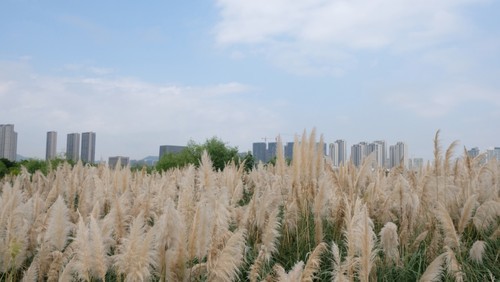 三垟湿地芦苇荡诗情画意 等你来打卡