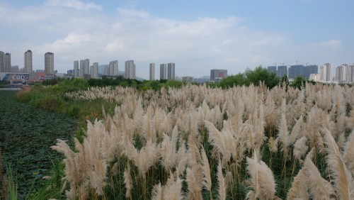 三垟湿地芦苇荡诗情画意 等你来打卡