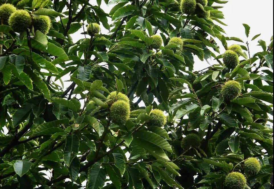 王亚平 ‖ 在那栗花盛开的时节