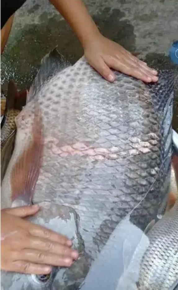 罗非鱼能长到十几斤?广东钓鱼人钓起"巨型罗非鱼",网友热议
