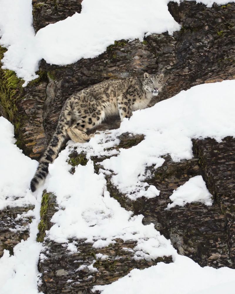 据估计,中国的雪豹栖息地面积大约200万平方公里,种群数量大致在2000
