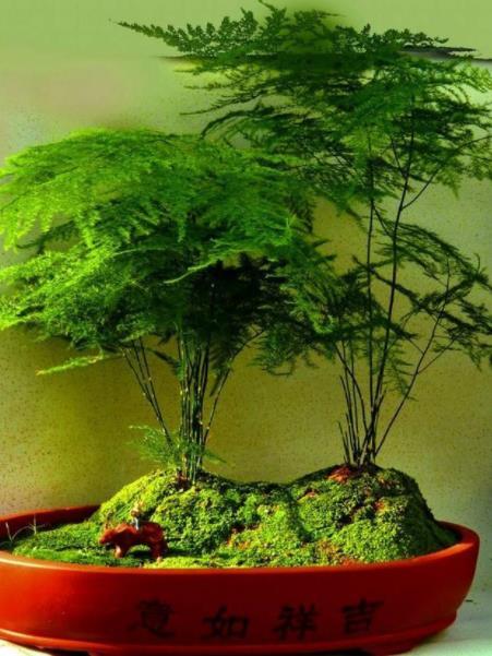 喜欢养花的朋友可以试试,大家养护的文竹都长得怎么样呢?