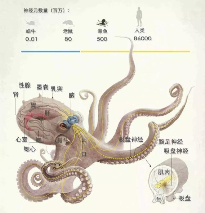 为什么说章鱼不像是地球的生物有什么科学的解释吗