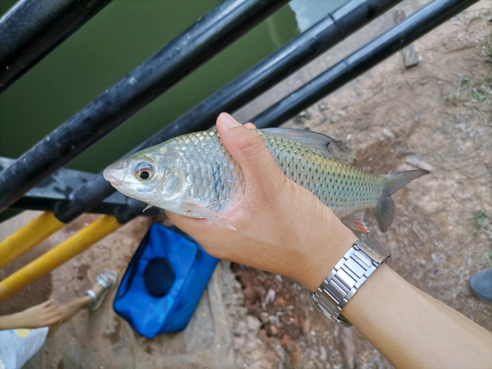 土鲮鱼王!广州钓鱼人钓获罕见土鲮,重6.5斤,这么大要长几年?