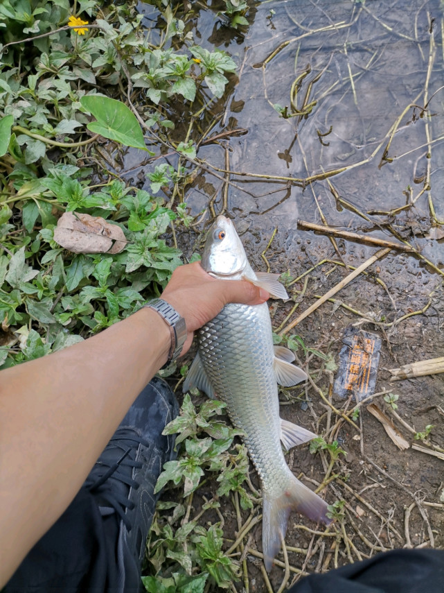 土鲮鱼王!广州钓鱼人钓获罕见土鲮,重6.5斤,这么大要长几年?