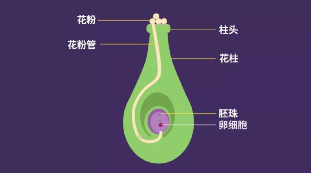 银杏树满大街都是,为何成了极危物种?基因测序揭示原因