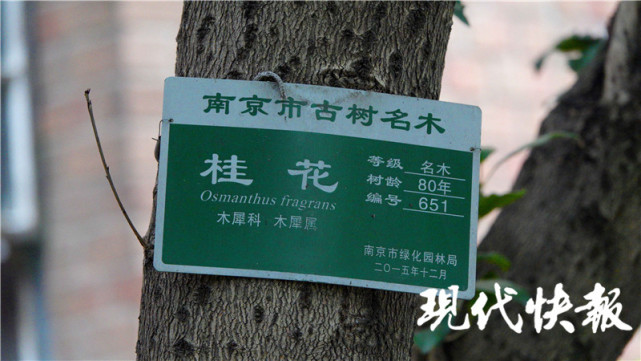 探访南京桂花古树"之最:420岁老桂树"身高天花板"等你来赏