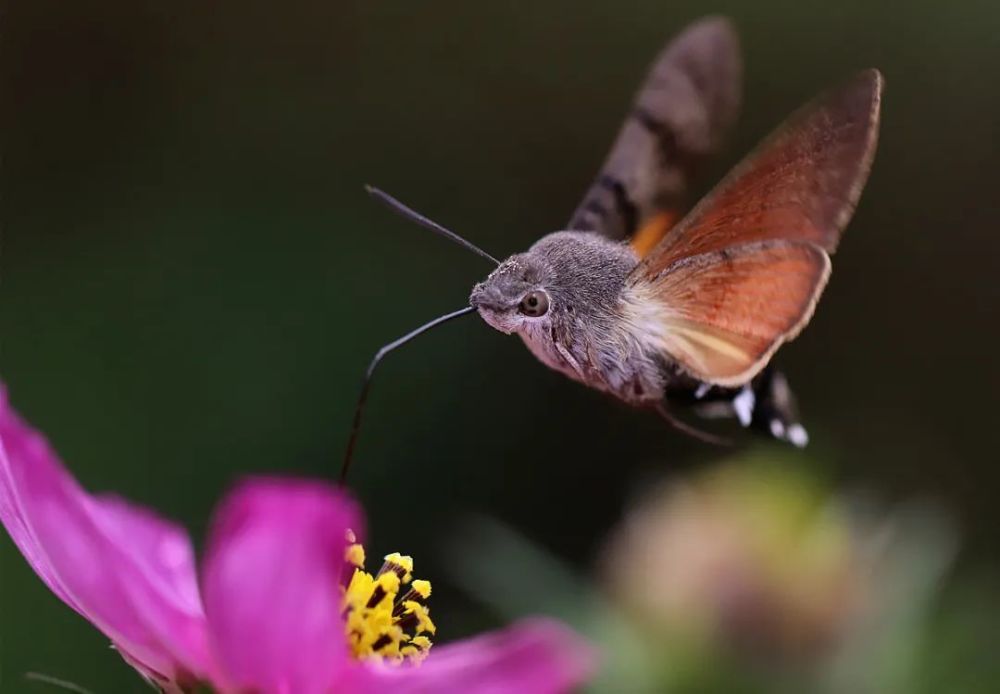 昆虫界中"四不像",飞行能力出神入化,为何被当作害虫处理?