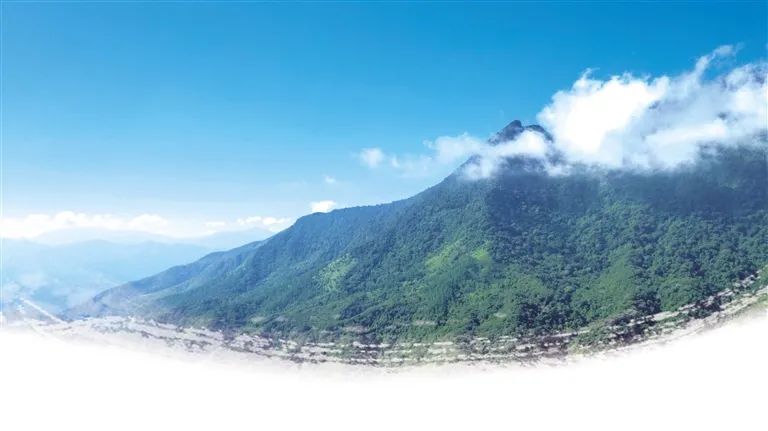 鹦哥岭这堂雨林科普课,你能学到多少?