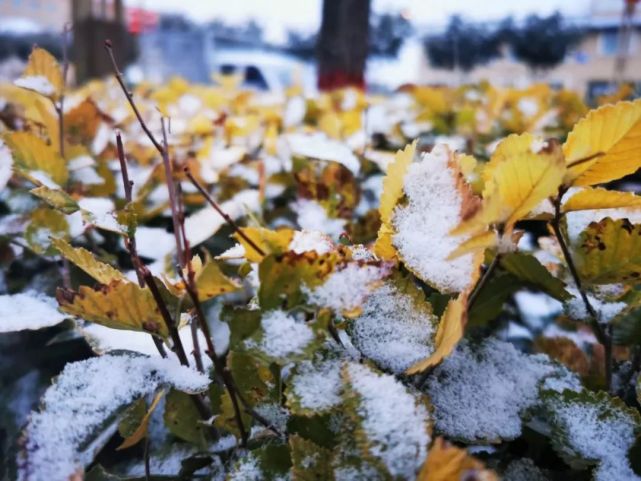 2021年的第一场雪,比以往来得更早一些