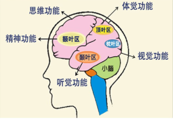 脑前额叶支配 对情绪的控制,自我意识,理性思考,判断与决策能力以及