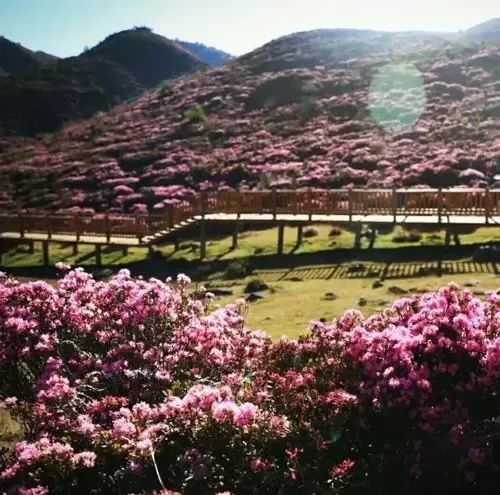 杜鹃,轿子山百亩杜鹃花海,在高高低低的山头上涂抹色彩.