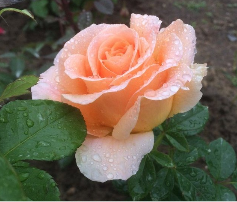 夏天雨后的小花朵,你能认出来几种呢?