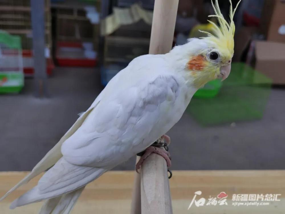 克拉玛依警方破获多起非法出售鹦鹉案件,提醒来了!