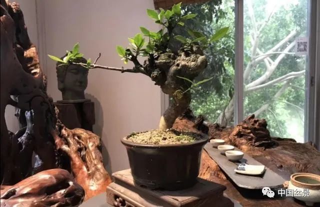 残桩小品盆景,树小景大为上品!