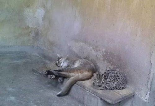 自贡动物园的金猫走了,全国动物园中仅剩两只对