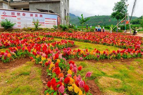 戛洒镇:鲜花点缀美丽乡村|刘黎|戛洒镇|玉溪|新平县
