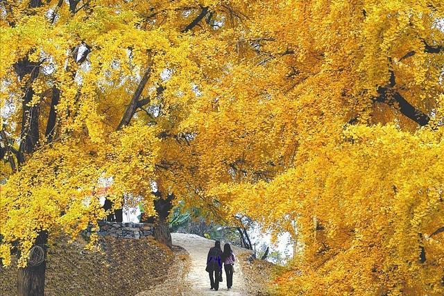 湖北一处秋季旅游胜地,被誉为"中国银杏之乡",门票只要50元