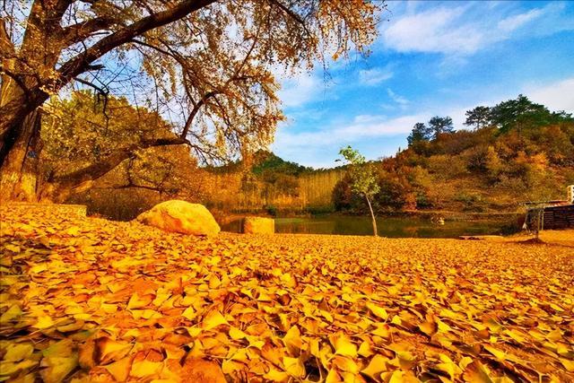 也正是因为这些银杏,"中国千年银杏谷"才会成为每年秋天最美的一处