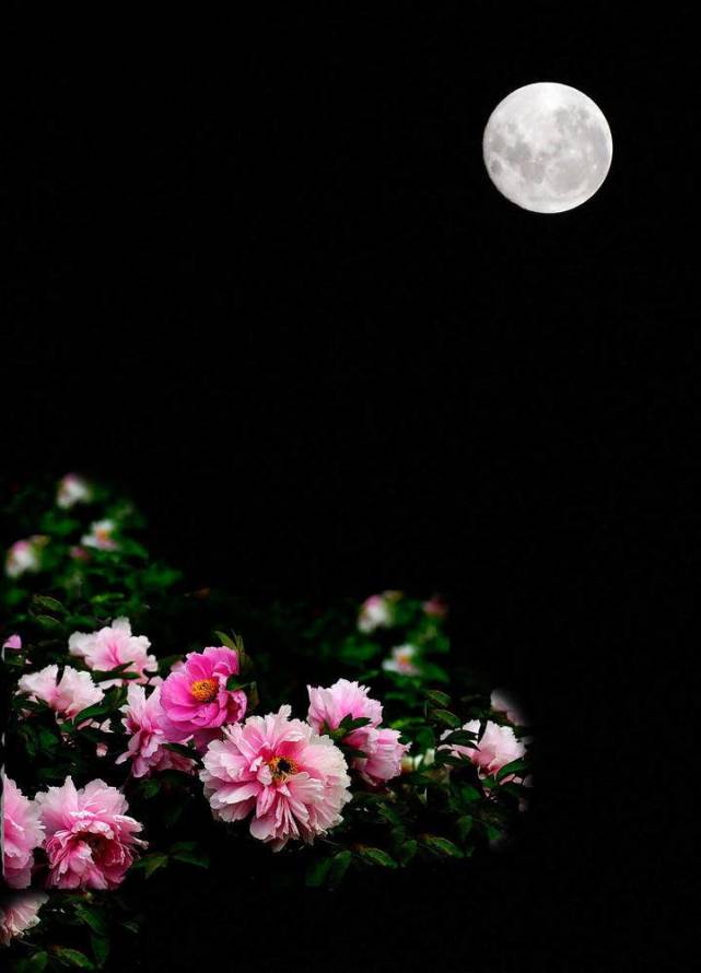 臧怀生专栏|花好月圆