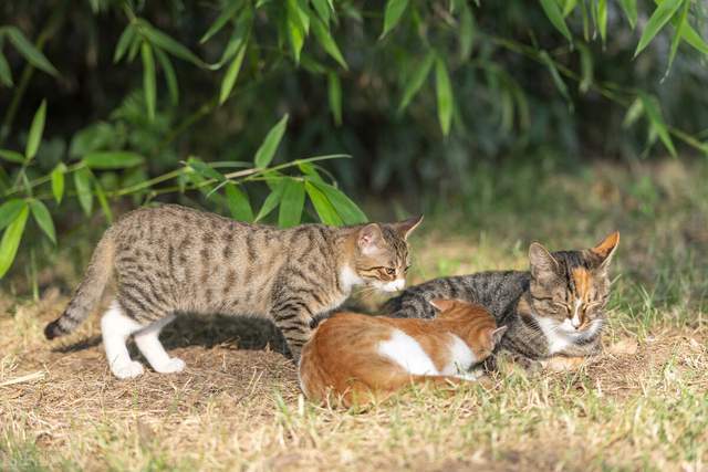 被我们称为土猫的狸花猫,为什么在国外这么受欢迎?