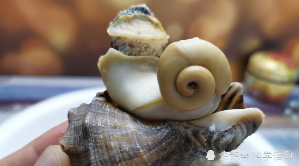 事实上海螺的尾部主要由两类物质构成,一类就是海螺的内脏,包括海螺的