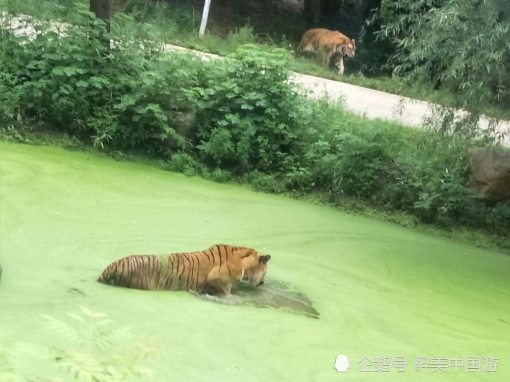 走进长沙生态动物园,了解动物的生活习性,亲子游玩胜地