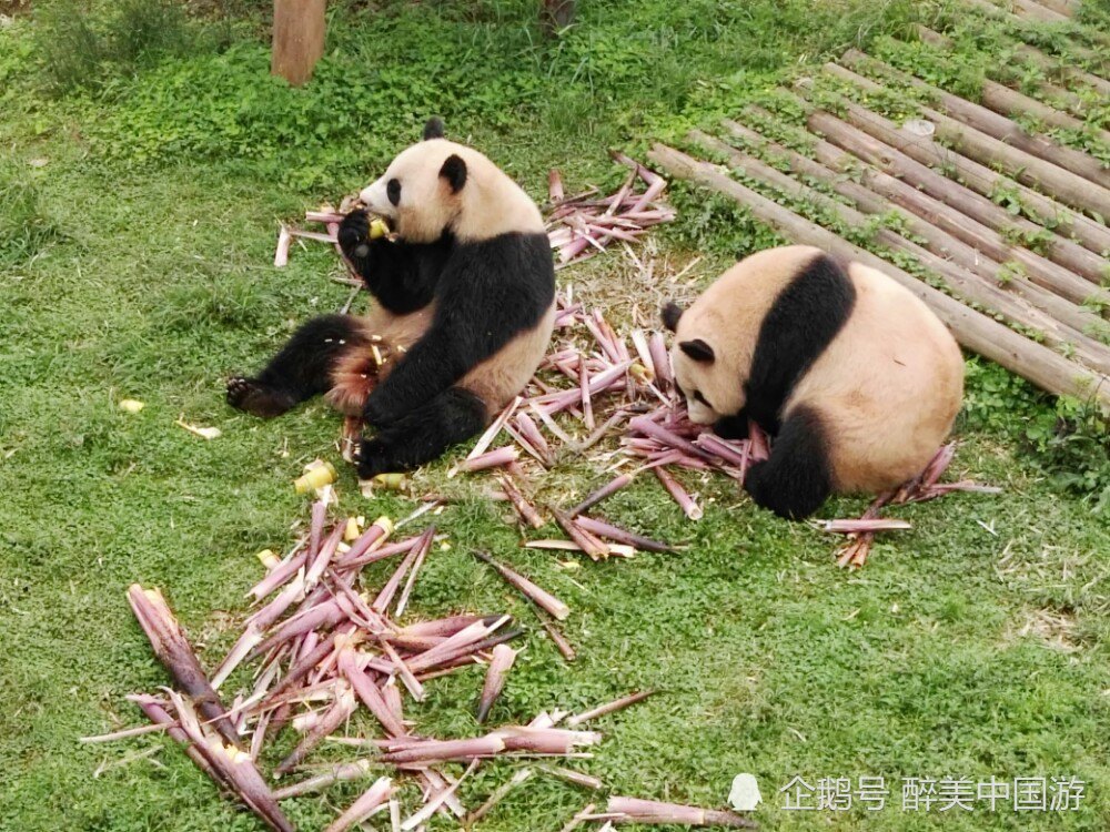 走进长沙生态动物园,了解动物的生活习性,亲子游玩胜地