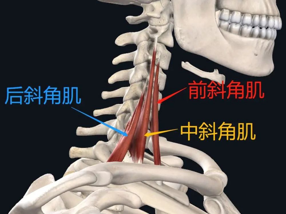 松解方法: 疼痛症状: 斜角肌损伤的症状一般表现为颈痛,肩痛,肩胛骨