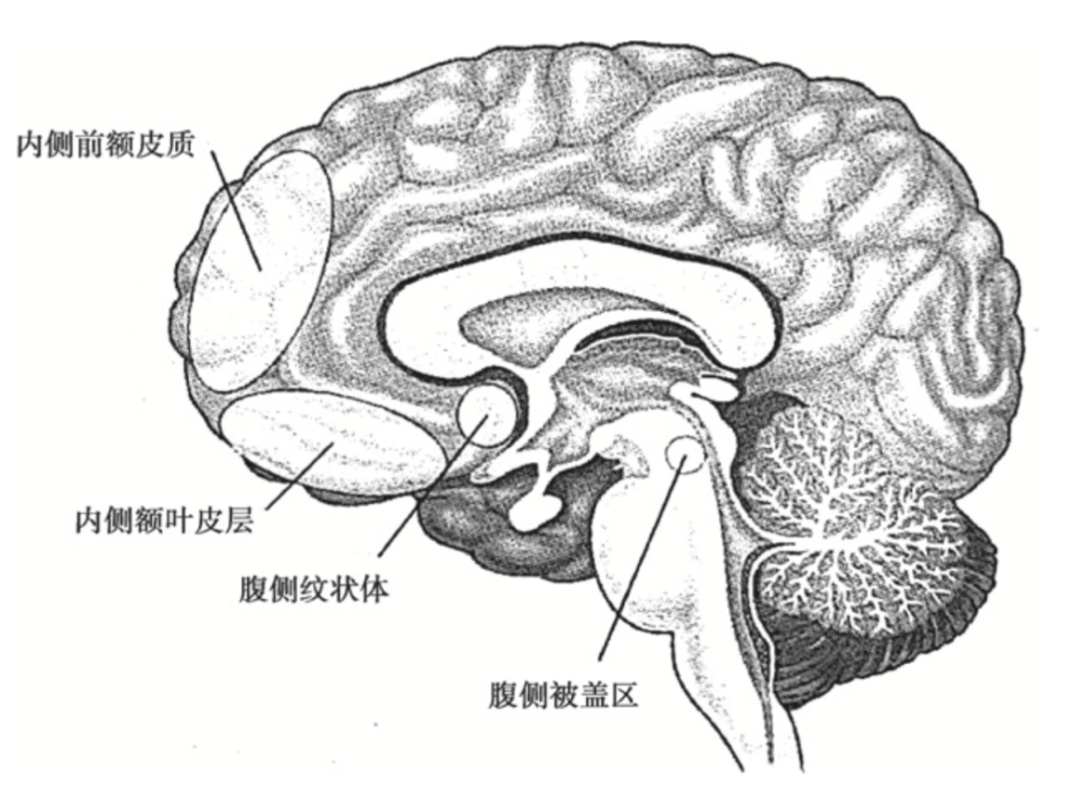 纹状体的伏隔核和内侧前额皮质,尤其是位于眼眶上方的内侧眶额叶皮层