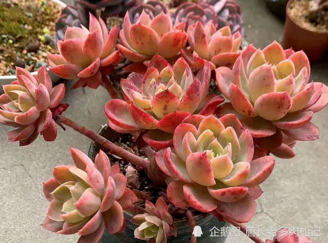 1000