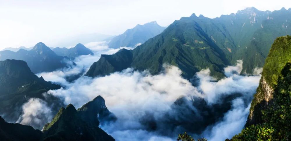 穿越百万年探寻伯乐树窥湖北五峰后河自然之珍