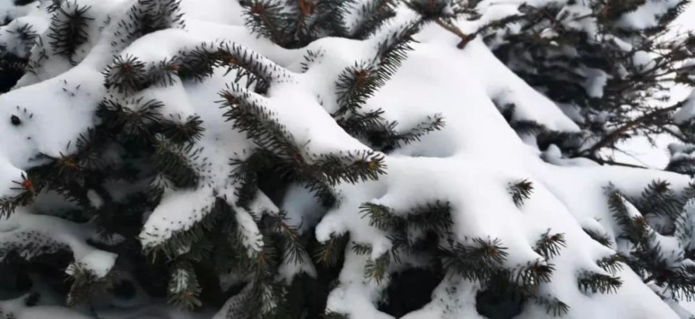 天气预报｜今天开始！鸡西多地降雪，这些地方局地暴雪！