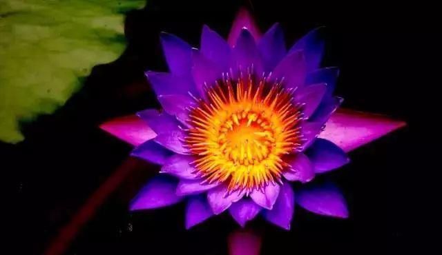 世界上最名贵的花一盆就是一座房子