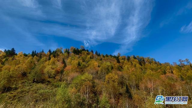 秋日里,黑龙江凤凰山国家森林公园,金风玉露,层林尽染,好似一幅人间