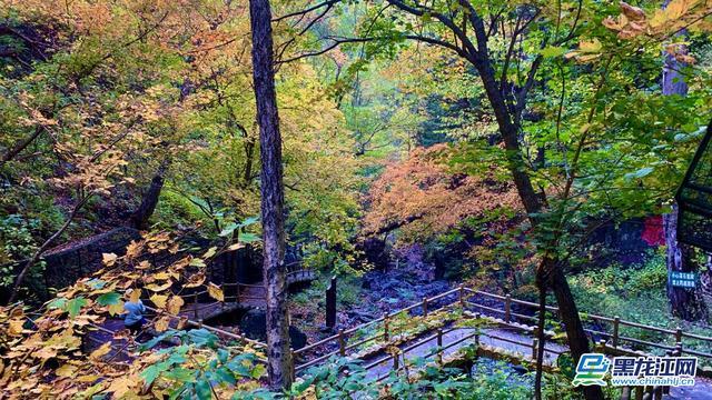 黑龙江凤凰山国家森林公园秋日风光 景区供图