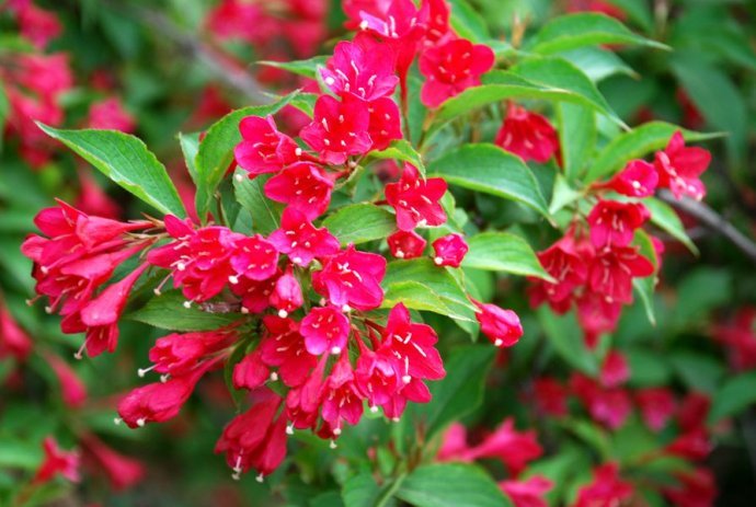 "红花绿叶"——红王子锦带植物非试管高效快繁技术
