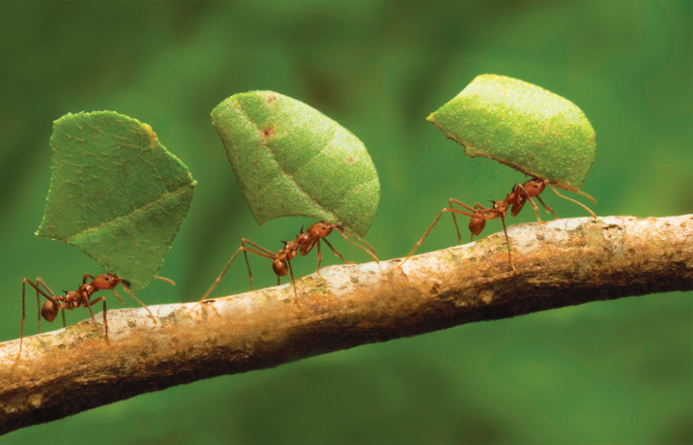 令人惊叹的昆虫智慧:不是只有人类才懂,蚂蚁也懂得传授经验