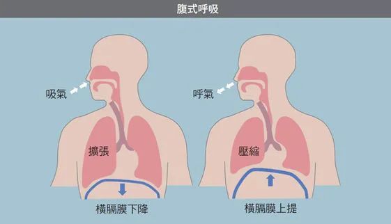 腹式呼吸时横膈膜的上下移动,可以保证呼吸的深度,一方面可以吸入更多