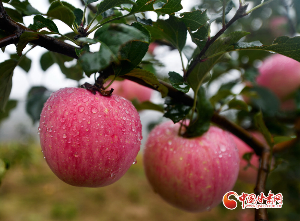 在静宁县贾河乡侯山村,4000多亩连片苹果园染红了黄土高原,一枚枚苹果