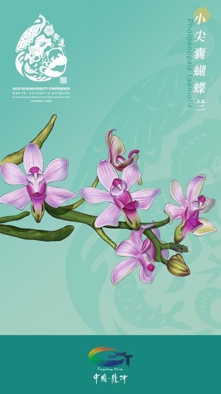 喜迎cop15大会!腾冲推出多幅超美高黎贡山生物手绘,快