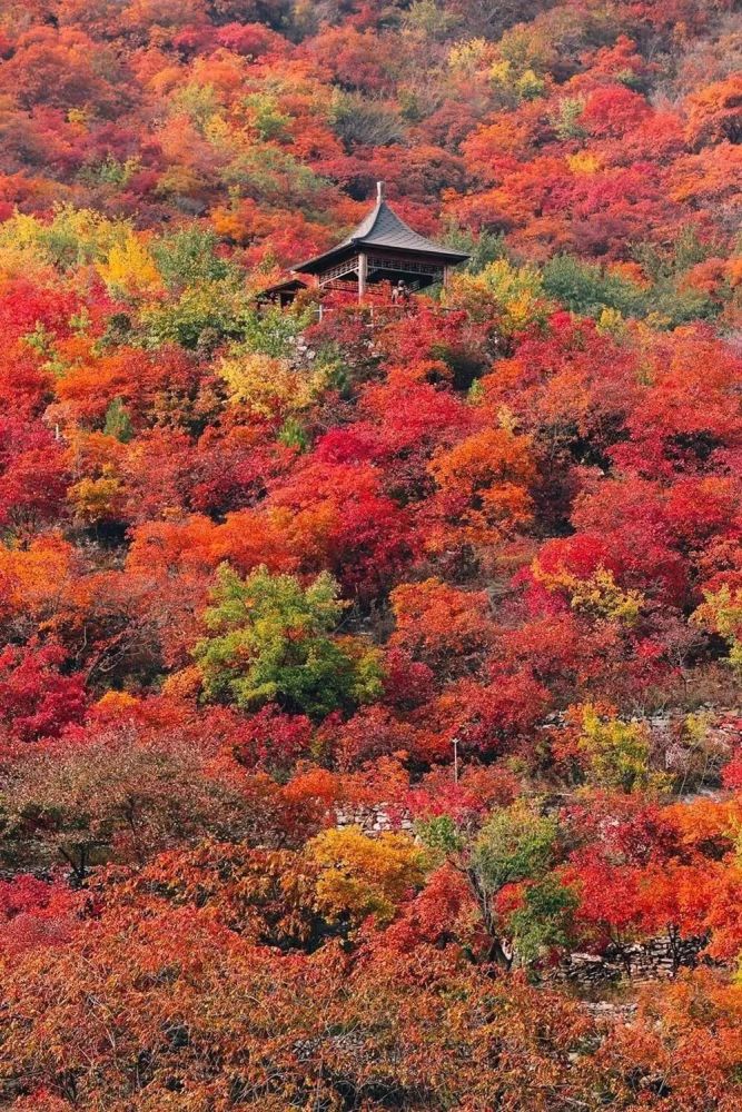 【feng荐】这个秋天,独拥满山红叶!