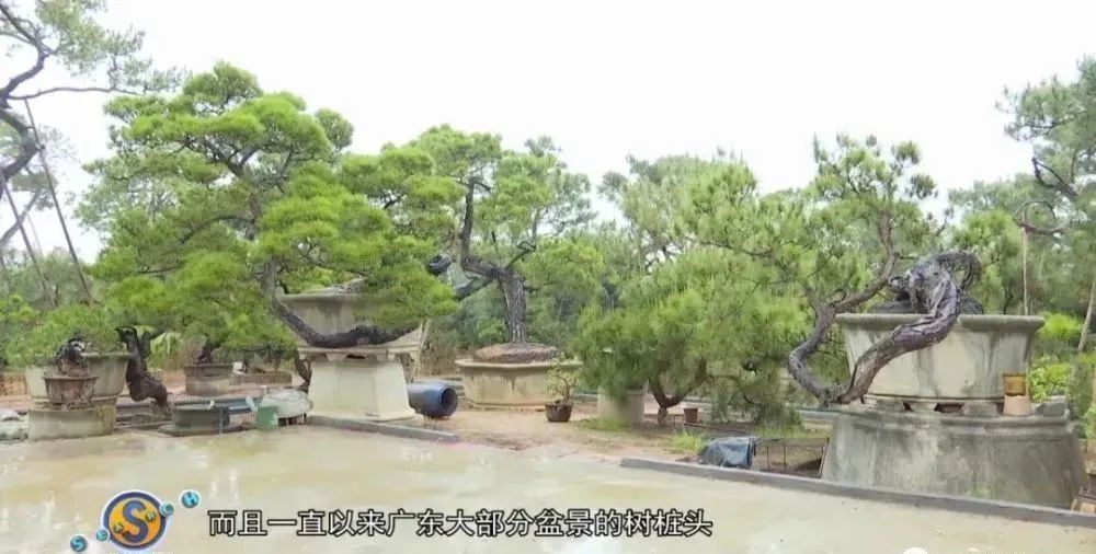 150多万的罗汉松树惊艳亮相就藏在广州这个盆景小镇